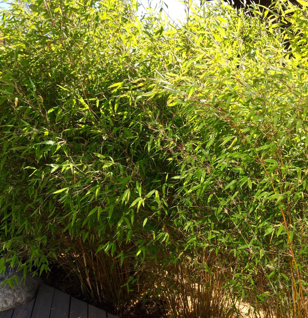 Bambus i hagen.